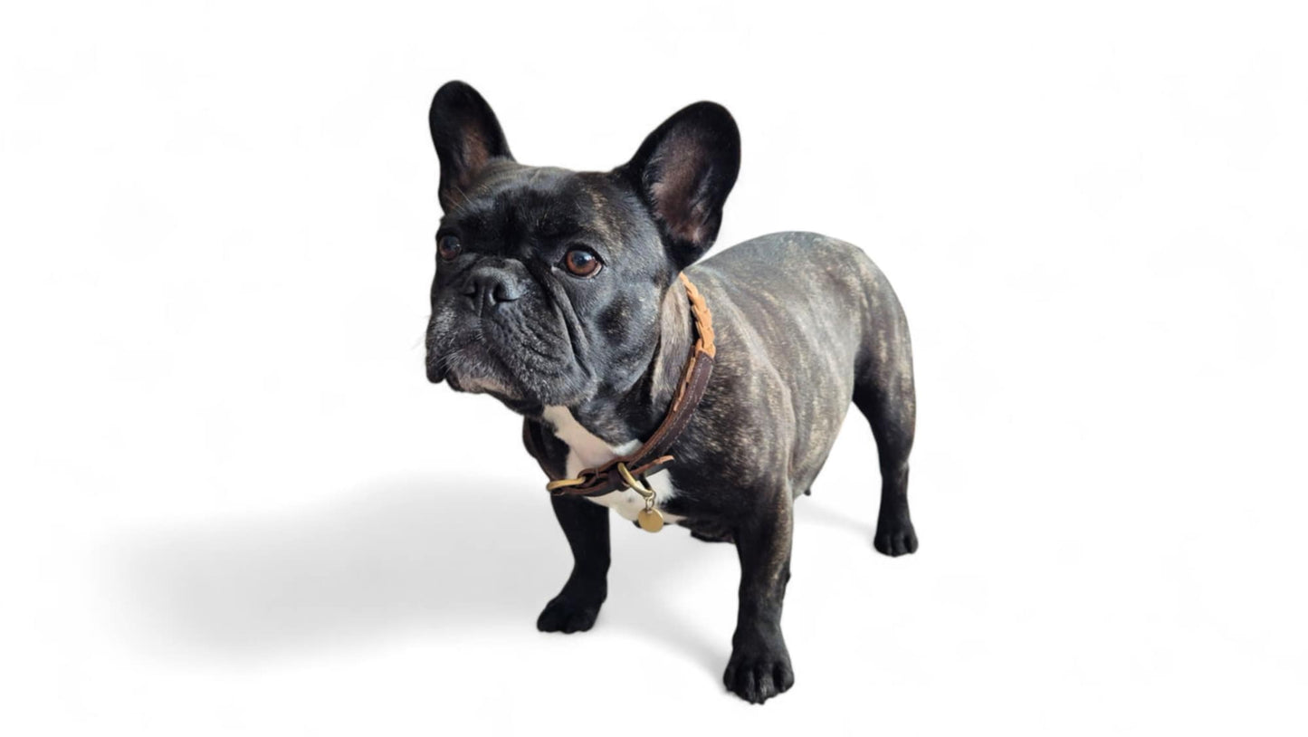 Felix Hundehalsbånd Beige