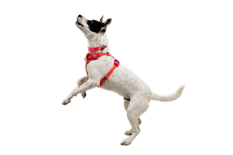 Ruffwear Front Range® Flex Harness Rose Violet