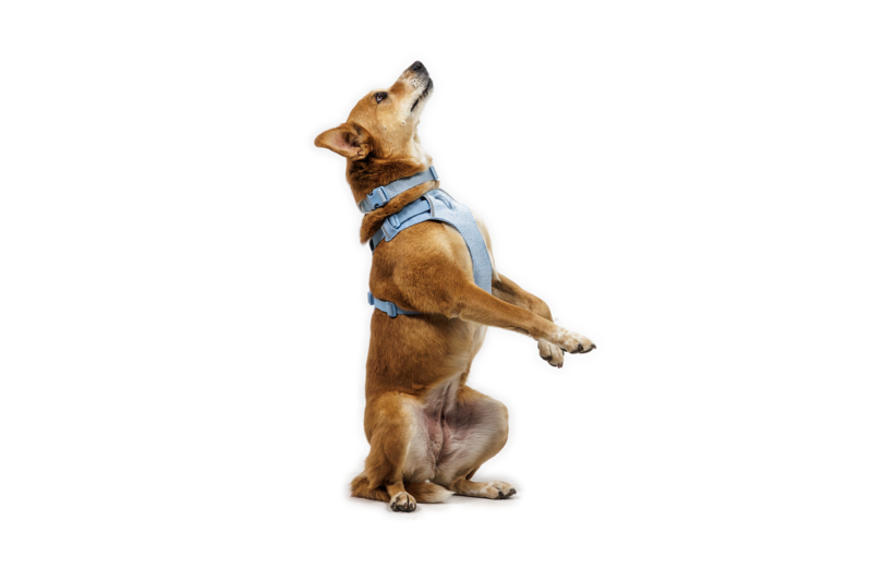 Ruffwear Front Range® Flex Harness Polar Blue