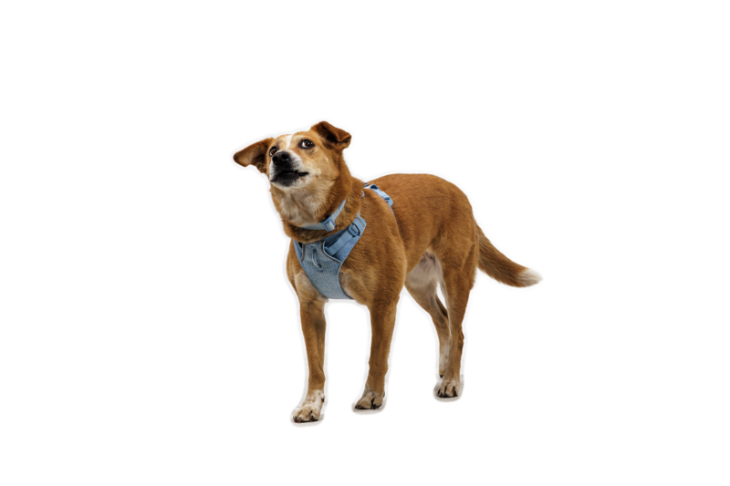 Ruffwear Front Range® Flex Harness Polar Blue