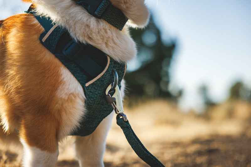 Ruffwear Front Range® Flex Harness Deep Teal