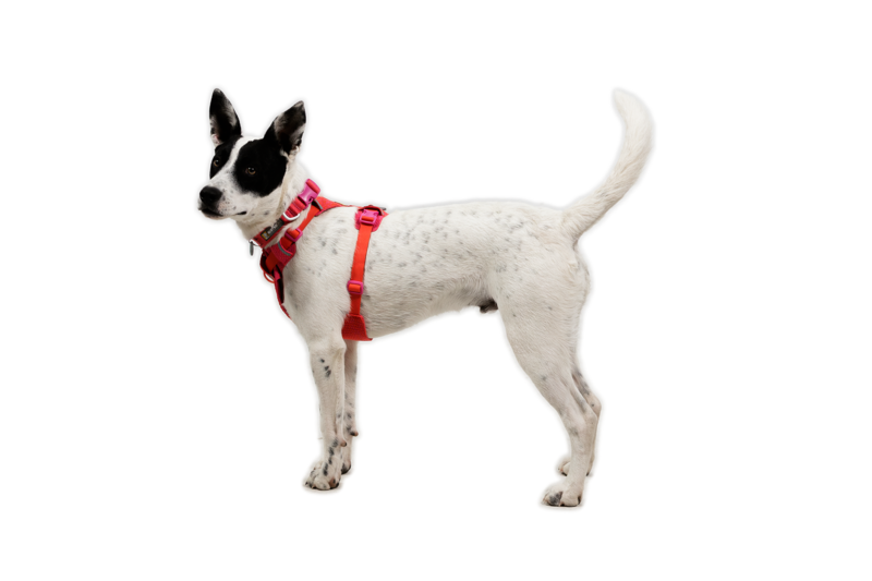 Ruffwear Front Range® Flex Harness Rose Violet