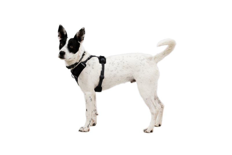 Ruffwear Front Range® Flex Harness Basalt Grey