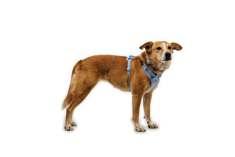 Ruffwear Front Range® Flex Harness Polar Blue